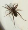 Pardosa paludicola